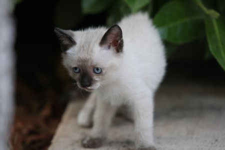 Cat puppyの写真素材
