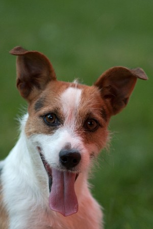 Happy dogの写真素材