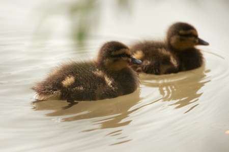 puppy duckの写真素材
