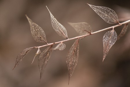 the skeleton of some leaves in the autumnal forestの写真素材