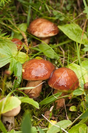 mushroom found during a walk in the humid forestの写真素材