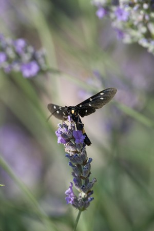 a close up view of a beautiful butterflyの写真素材