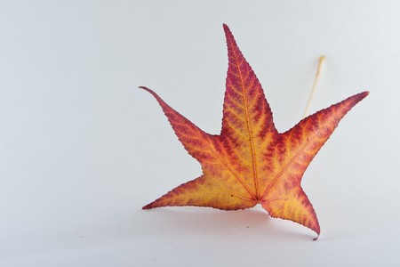 beautufcul colorful leaf in the autumnal seasonの写真素材