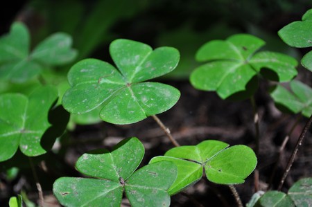 Macro shot of green clovers taken in Muir Woodsの写真素材
