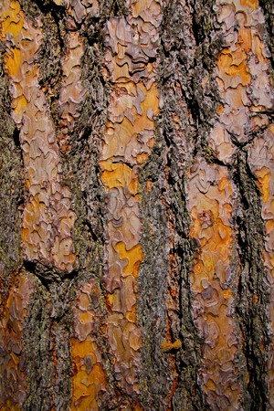 Textured pine tree bark in Yosemite valleyの写真素材