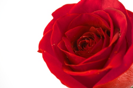 Up close red rose with drops of water on a white backgroundの写真素材