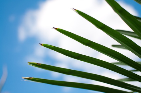 Palm leaf with cloud and blue sky in backgroundの写真素材