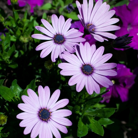 Purple daisies with lush green backgroundの写真素材