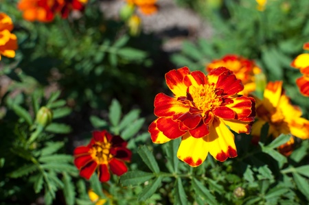 Red, yellow and orange marigold in a botanical gardenの写真素材
