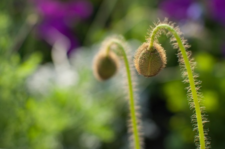 Poppy buds that have not bloomed yetの写真素材