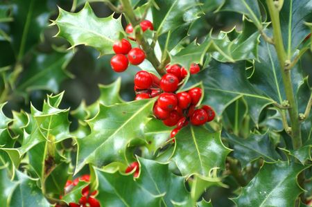 HOLLY BUSHの写真素材