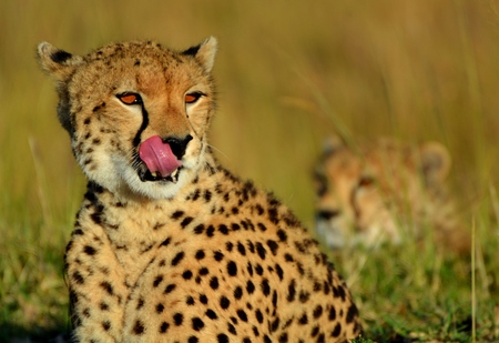 Cheetah in the Serengetiの写真素材