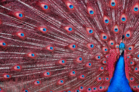 Red Peacockの写真素材