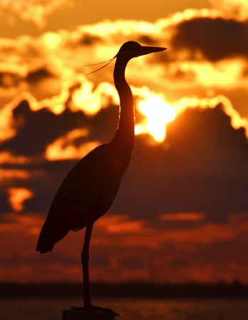Heron Silhouetteの写真素材