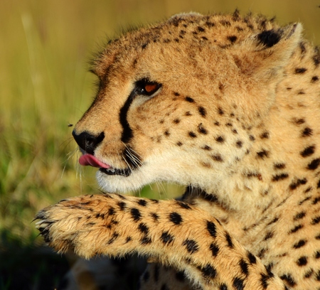 Cheetah in the Serengetiの写真素材