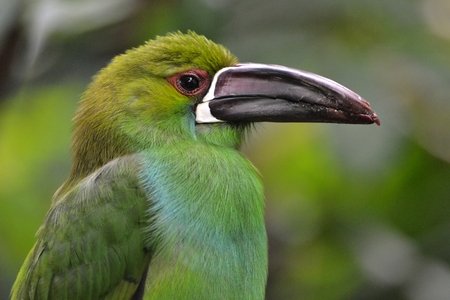Crimson-rumped Toucanet (Aulacorhynchus haematopygus)の写真素材