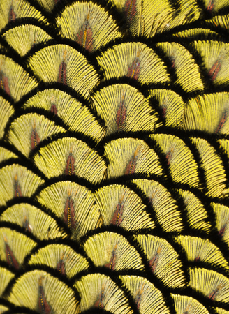 Yellow Peacock Feathersの写真素材