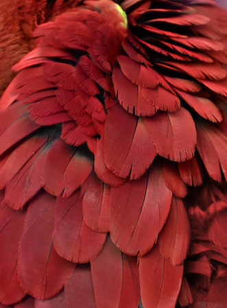 Red Macaw Feathersの写真素材