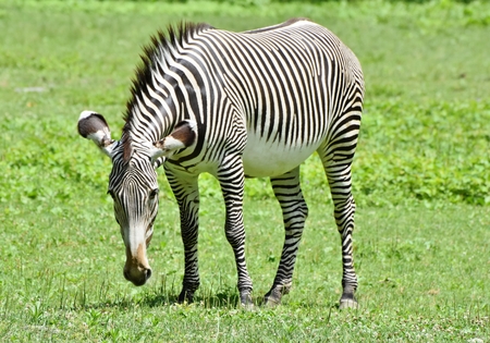 An African Zebra (Equus quagga)の写真素材