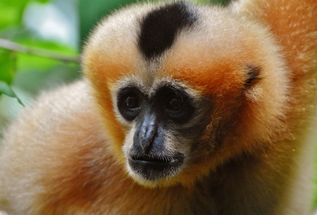 The northern white-cheeked gibbon (Nomascus leucogenys) is a species of gibbon native to South East Asia.の写真素材