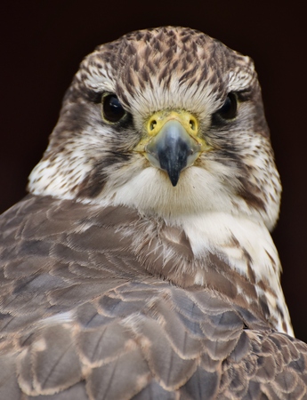 A Saker Falcon (Falco cherrug) on a black background.の写真素材