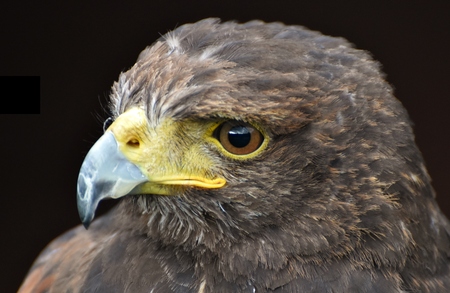 A Harris Hawk (Parabuteo unicinctus) with a black backgroundの写真素材
