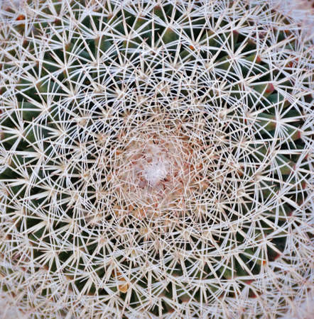 Close-up photograph of the patterns and thorns of a cactus plant in the Sonoran Desert of Tucson, Arizona.の写真素材
