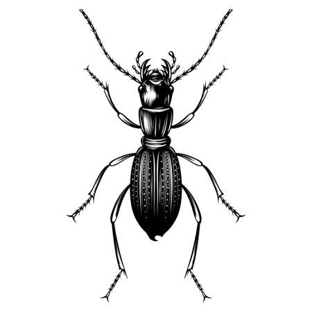Amblycheila Cylindriformis illustration vector flat designのイラスト素材