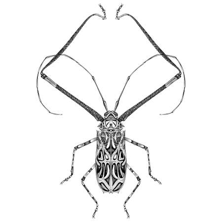 Acrocinus Longimanus illustration vector flat designのイラスト素材