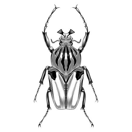 Goliathus male illustration vector flat designのイラスト素材