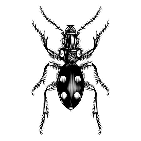 Anthia illustration vector flat designのイラスト素材