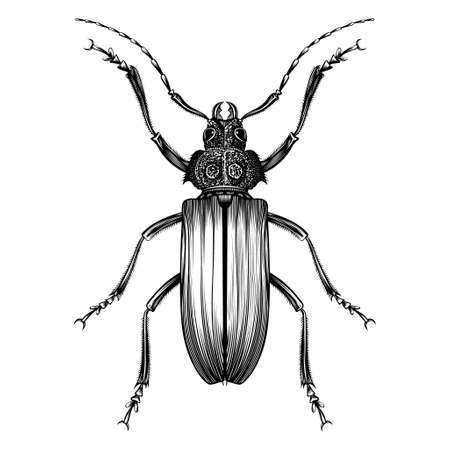 Mecosarthron Buphagus illustration vector flat designのイラスト素材