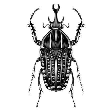Mecynorhina Polyphemus illustration vector flat designのイラスト素材