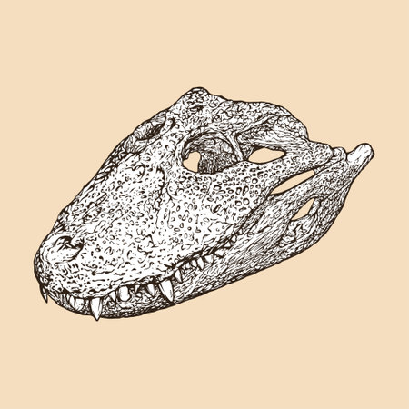 broad snouted caiman skull head vector illustrationのイラスト素材