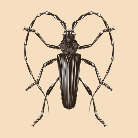 Cerambyx cerdo illustration vector flat designのイラスト素材