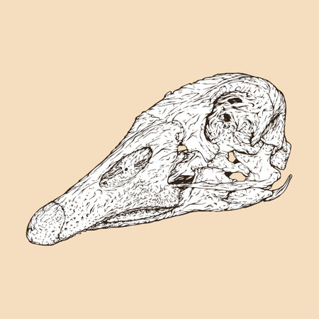 domestic goose skull head vector illustrationのイラスト素材