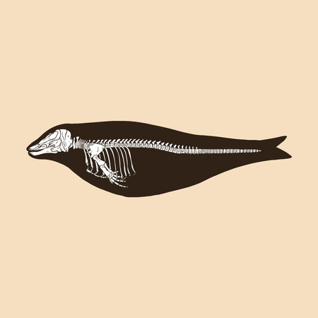 Skeleton narwhal female vector illustration animalのイラスト素材