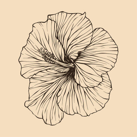 Hibiscus flower vector illustration with line artのイラスト素材