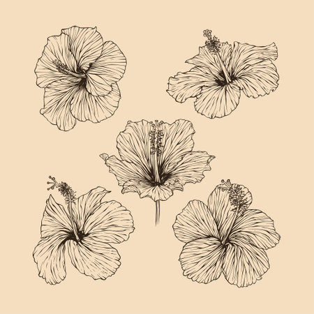 Set Hibiscus flower collection vector illustration with line artのイラスト素材