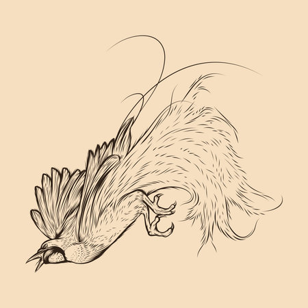 Bird of paradise sketch illustration drawing vector animal flyingのイラスト素材