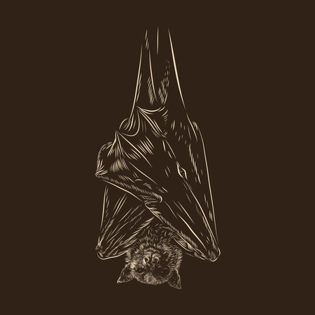 Hanging Bat sleeping vector illustration drawingのイラスト素材