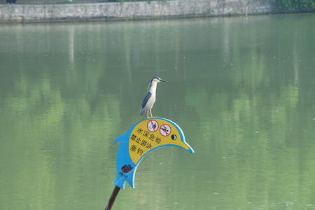 Night heron birdの写真素材
