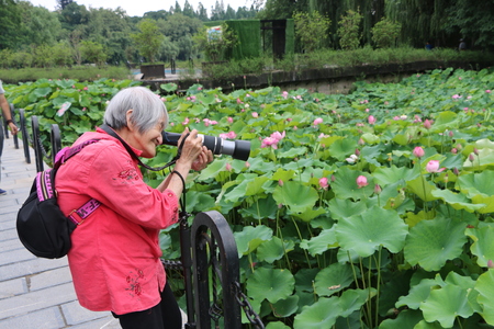 The women taking picture of lotusのeditorial素材