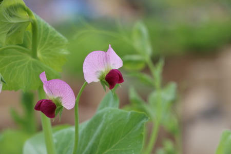Pea Blossomの写真素材