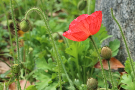 Poppy flowerの写真素材