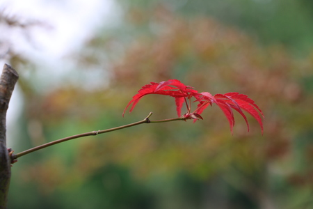 red autumnal leavesの写真素材