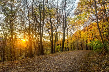 Path in a forest, autumnal colors, in the German Black Forest region (Schwarzwald)