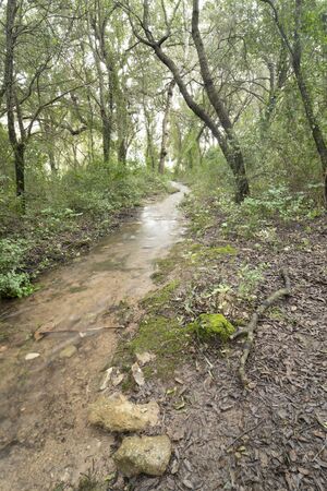Stream crossing a leafless forest, belonging Ses Fonts Ufanes, natural water attraction in Mallorca.の写真素材