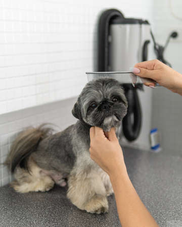 Hands of a dog groomer with a comb, working with a beautiful Shih Tzu breed dogの写真素材
