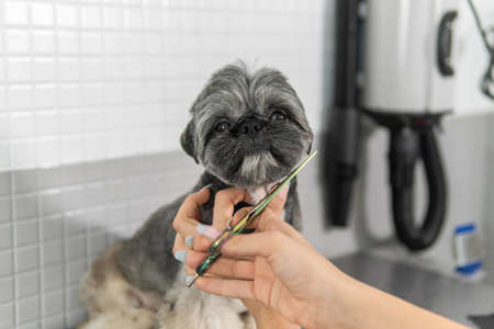 Hairstyle or haircut treatment with groomer scissors to a gorgeous Shih Tzu breed dog undergoing canine grooming treatment.の写真素材